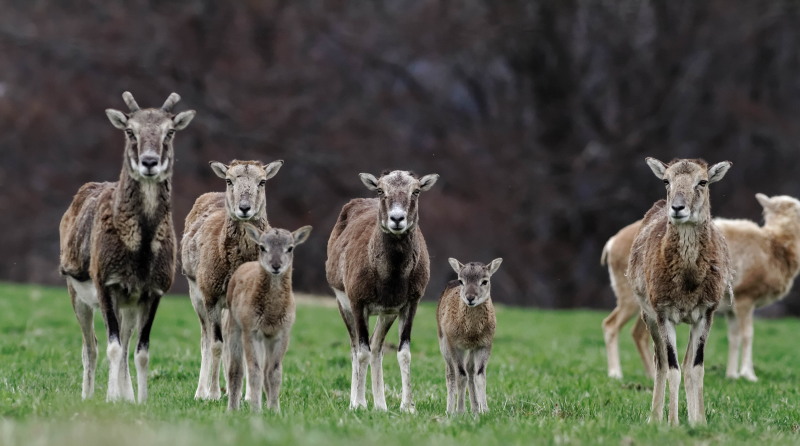 mouflons jeunes