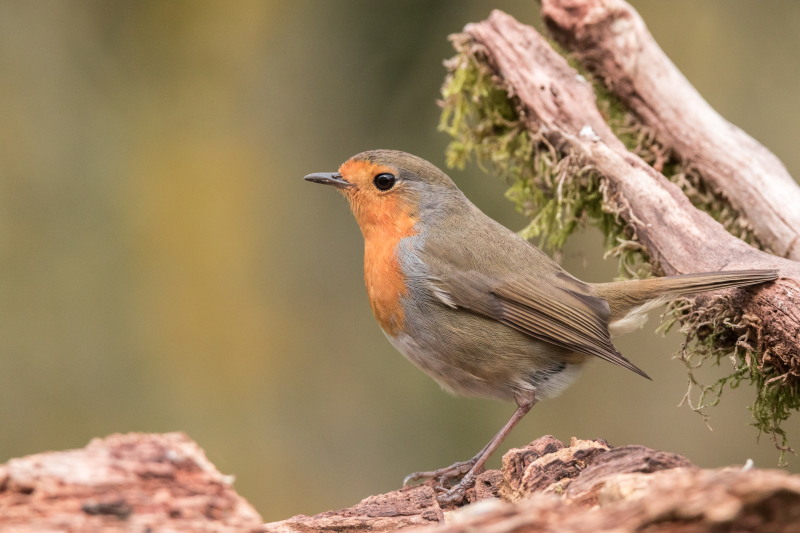 rouge gorge