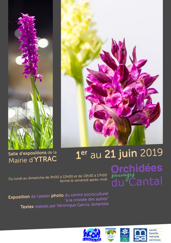 orchideesx800