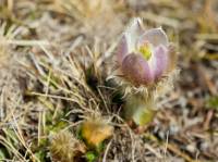 anemone