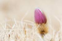 anemone1
