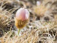 anemone3