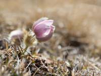 anemone6