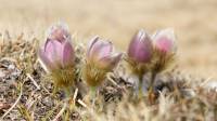 anemone7