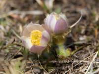 anemone9