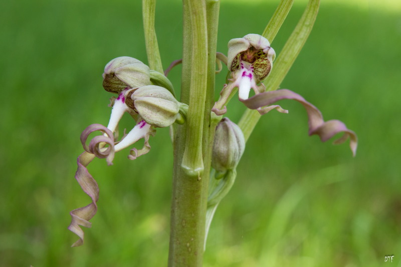 12062018inflorescence enrubannée 07