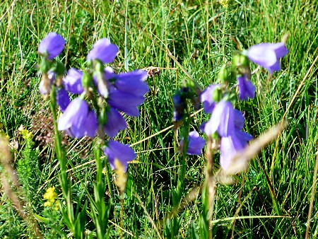 Fleur campanule 1