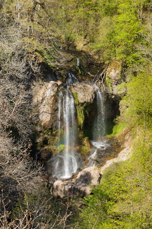 Cère roucolle