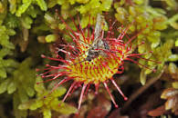 DROSERA