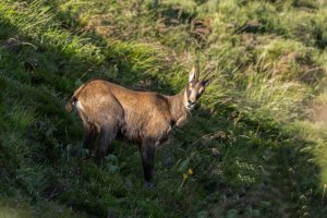 Les chamois (randonnée)