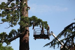 Le Sequoïa du jardin des Carmes