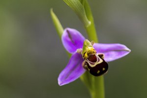 Les orchidées sauvages du Cantal