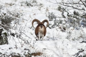 Mouflons dans la neige. J P Rickelin