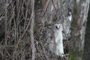 Hermine et ragondins dans le Cantal