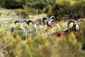 Mouflons au printemps