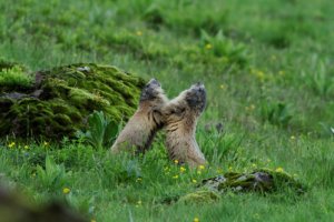 Marmottes et Marmottons