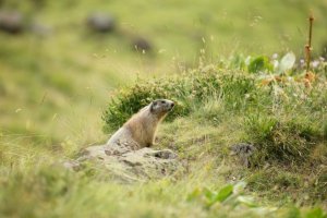 Marmottes au Puy Mary