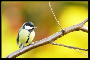 Oiseaux d'automne