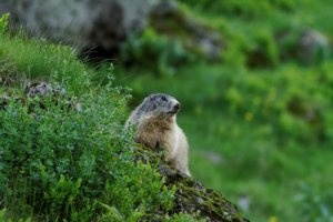 Marmottes et Marmottons