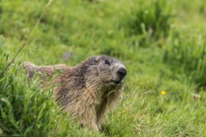 Les marmottes dans le Cantal
