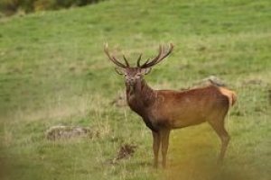 Une année avec les cerfs
