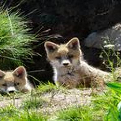 Faune 2022 par Auvergne Phot'haut